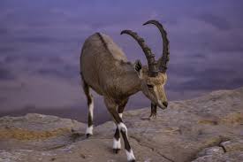 And in addition to their keen vision, the mountain goat's back legs are. Animal Mitzpe Ramon Goat Free Photo On Pixabay