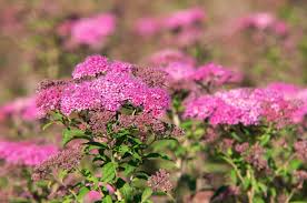 Small, inconspicuous flowers without obvious sepals and petals. Best Shrubs With Pink Or Magenta Flowers