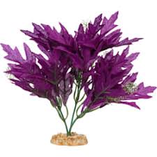Despite the fact that bettas are often sold in tiny bowls, your betta fish needs a regular aquarium with the proper. Betta Fish Supplies Accessories Products Petco