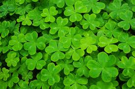 Kill the clover before it takes over your lawn. How To Get Rid Of Clover The Home Team
