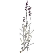 Lavender Botanical Drawing Google Search Simple Flower Tattoo Flower Sketches Lavender Tattoo