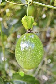 2,187 green passion fruit products are offered for sale by suppliers on alibaba.com, of which fruit you can also choose from common, organic green passion fruit, as well as from fresh, frozen, and. Picking Passion Fruit Learn How And When To Harvest Passion Fruit