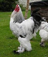 They are one of the nicest breeds i have ever met. Brahma Chickens Breed Information Omlet Uk Fancy Chickens Chicken Breeds Brahma Chicken