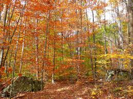 We did not find results for: Mlewallpapers Com Sunlight Dappled Fall Trail