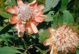 Image result for Protea gaguedi