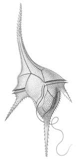 Check spelling or type a new query. Dinoflagellate Wikipedia