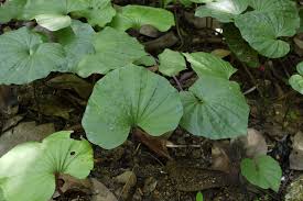 Image result for Nervilia petraea