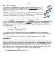 Dna coloring worksheet kidz activities throughout dna the double helix coloring worksheet answers. Dna The Double Helix Coloring Worksheet Pdf Name Dna The Double Helix The Nucleus Is A Small Spherical Dense Body In A Cell It Is Often Called Course Hero