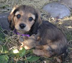 Black And Cream Dapple Dachshund Benson Longhaired Shaded Cream Miniature Dachshund Dachshund Breed Dachshund Dachshund Pictures