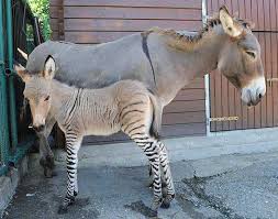 Check spelling or type a new query. Chromosomal Makeup Of A Donkey Zebra Hybrid Analysed By Scientists Horsetalk Co Nz