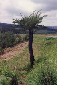 Image result for Cyathea dregei