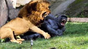 The lion would attempt to go for the neck. Craziest Animals Fights Classic Fight Lion Gorilla Attack Lion Gorilla Baboon Big Battle Youtube