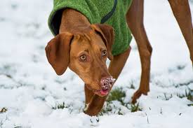 They have a very robust, yet light build with very defined muscles. 13 Things You Might Not Know About Vizslas The Dog People By Rover Com