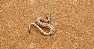 Sidewinder Rattle Snake Moving Top View Of A Desert Sidewinder Snake Slithering Sponsored Moving Top View Sidewinder Snake Rattlesnake Stock Images