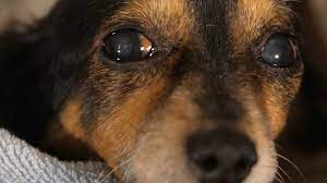 Alpha dog pet rescue las vegas. Watch Rescue Me A Home 4 Spot Prime Video