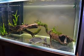 Aquascaping Bare Bottom Tank Goldfish Tank Fish Aquarium Decorations Aquascape