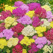 Buy Summer Pastels Yarrow Mixture Sun Perennials Breck S Yarrow Plant Sun Perennials Yarrow