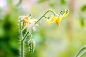 Tomato Plant Not Flowering 5 Causes How To Fix It Tomato Bible