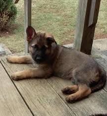 Find german shepherd dog puppies and breeders in your area and helpful german shepherd dog information. German Shepherd Puppies For Sale In Baltimore Maryland Classified Americanlisted Com