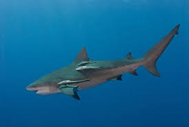 Maybe you would like to learn more about one of these? What Type Of Shark Are You Types Of Sharks Shark Bull Shark