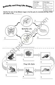 Help your student color and learn the names of each stage of a chicken's life. Frog And Butterfly Life Cycle Esl Worksheet By Yellowismyfavoritecolor