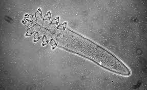 Image result for Demodex folliculorum