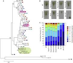 Rude, quick, and usually not helpful. Metabolic Control Of Gametophore Shoot Formation Through Arginine In The Moss Physcomitrium Patens Sciencedirect