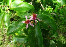 Image result for Grewia glandulosa