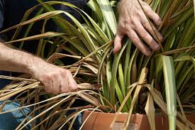 Image result for Phormium