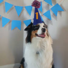 Happy 1st Birthday My Aussie Boy Happy 1st Birthdays Australian Shepherd 1st Birthday