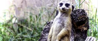 Check spelling or type a new query. Download Wallpaper 2560x1080 Meerkat Posing Funny Cute Dual Wide 1080p Hd Background