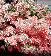 White azalea bush growing in a pot in a northamptonshire back garden. Buy Affordable Pink Azaleas Mollis Hybrid Rhododendron X Kosteranum Bush Arbor Day Foundation Buy Trees Rain Forest Friendly Coffee Greeting Cards That Plant Trees Memorials And Celebrations With Trees And More