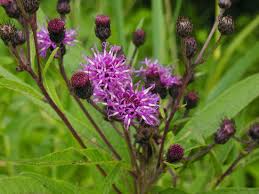 Image result for Vernonia turbinella