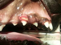 Two types of tooth extractions. Presistent Deciduous Canine Extraction