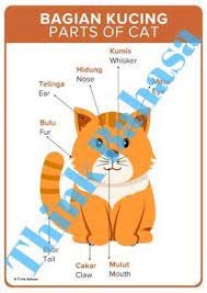 Are you guys looking for some new funny jokes in english? Berpeluk Tubuh In English Gambar Alat Peraga Pengenalan Anggota Tubuh Manusia Untuk Use Youtube To Improve Your English Pronunciation