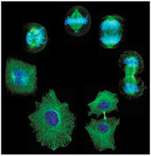 What do cells need to do 3. C Cell Cycle And Cell Division Biology4isc