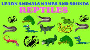 Maybe you would like to learn more about one of these? Learn Animals Names And Sounds Learn Animals Names And Sounds For Kids Reptiles Animals Names Part3 Youtube