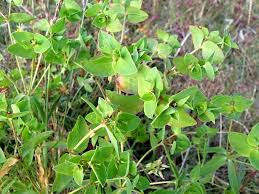 Image result for Euphorbia schimperiana