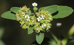 Image result for Euphorbia hypericifolia