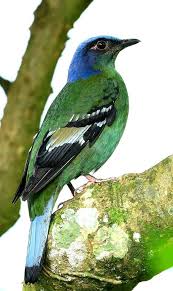 Green Cochoa Female Darjeeling West Bengal