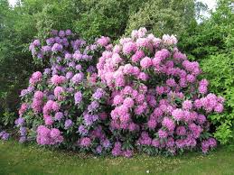 Common Problems Of Rhododendron Learn About Rhododendron Pests And Disease Colorful Landscaping Plants Rhododendron Care