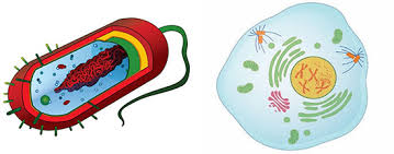 Learn vocabulary, terms and more with flashcards, games and other study tools. Major Cell Types Ask A Biologist