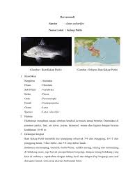 Ikan kakap putih yang berada di tambak lebih disukai. Ikan Kakap Putih