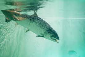 Huon pushes for jbs takeover, underscores salmon farming standards; Atlantic Salmon With A Smaller Carbon Footprint The New York Times