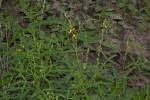 Image result for Crotalaria sphaerocarpa