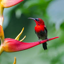 Hd Wallpaper Birds And Flowers Oiseau Oiseaux Colibris Animaux