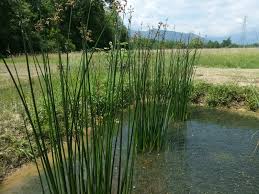 Image result for Schoenoplectus muricinux