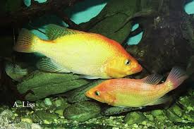 Auch fische müssen erst geschlechtsreif werden, bevor sie selbst eier (rogen) legen können oder als. Iag Petenia Splendida Rot Gold