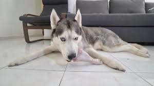 Check spelling or type a new query. Husky Vs Whole Raw Turkey Leg For Thanksgiving Asmr Youtube
