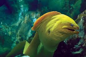 Green Moray Eel Moray Eel Marine Animals Underwater Creatures